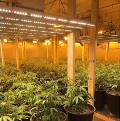 8 Bar 10 Bar 600w 800w 720w Wnętrze LED Grow Lights Oświetlenie roślin dla roślin wnętrza Hydroponic